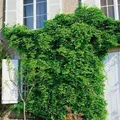 Akebia Quinata Klettergurke 100–150 cm Duftend