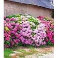 BALDUR Garten 3er Freiland-Hortensien-Hecke 'Pink-rosé', Pflanzen im 1,5 Liter-Topf, Bauernhortensie, Hydrangea macrophylla, Gartenhortensie, wint...