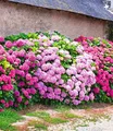 BALDUR Garten Zierstrauch Freiland-Hortensien-Hecke 'Pink-rosé', 3 St., Gartenhortensien, winterhart, mehrjährig, lange Blütezeit