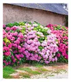 Freiland-Hortensien-Hecke 'Pink-rosé',3 Pflanzen, blühende Hecken