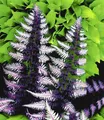 BALDUR Garten 1x Winterharter Schmuck-Farn 'Japanese Painting', Pflanze im 9x9 cm-Topf, Gartenfarn, winterharte Staude, mehrjährig, pflegeleicht, für Standort im Schatten geeignet, Athyrium niponicum