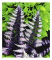Winterharter Schmuck-Farn 'Japanese Painting', 1 Pflanze Athyrium
