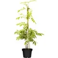 Wisteria Sinensis Alba Chinesischer Blauregen Weiß 60–100 cm