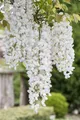 Weißer Chinesicher Blauregen - Wisteria sinensis 'Alba' Kletterpflanze mit großen weißen Blütentrauben - Topf gewachsen (60-100cm)