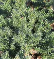 Alpen Steineibe Blue Gem 30-40cm - Podocarpus lawrencei