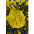 Catalpa Bignonioides Aurea Gold-Trompetenbaum 80–100 cm