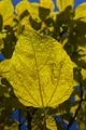 Pflanzen für Dich Gehölze Catalpa bignonioides Aurea, 1 St., Trompetenbaum, Gold-Trompetenbaum