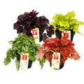 Rustikaler Bodendecker – Heuchera-Mischung – Indian Summer – 4 große Pflanzen – violette Glockenblumen