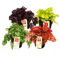 Exotenherz Winterharter Bodendecker Heuchera-Mix Indian Summer 4 Große Pflanzen Purpurglöckchen