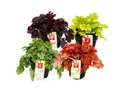 Exotenherz Beetpflanze Winterharter Bodendecker Heuchera-Mix Indian Summer 4 große Pflanzen
