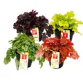 Exotenherz Winterharter Bodendecker - Heuchera-Mix - Indian Summer - 4 Pflanzen