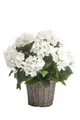 Generisch künstliche Hortensie im Korb weiß H. 45cm D. 20cm Emerald Topfpflanze