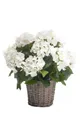 Künstliche Zimmerpflanze Hortensie, Emerald, Höhe 45 cm, Farbe: Weiß, Höhe: 45cm