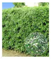 BALDUR Garten 10er Winterharte Bambus-Hecke, Pflanzen im 9x9 cm-Topf, Fargesia murielae Simba, Sichtschutz, blickdicht, pflegeleicht, schnell wachsend, Löwenbambus, Mähnenbambus