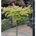 Hochstamm Kugel Urweltmammutbaum Matthaie 40-60cm - Metasequoia glyptostroboides