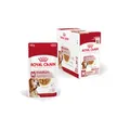 Royal Canin Medium Ageing | 10 x 140 g | Alleinfuttermittel für mittelgroße ältere Hunde | Stückchen in Soße