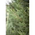 Cupressocyparis,eylandii 'Typ 2001' 60-80 cm