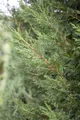 Cupressocyparis leylandii 'Typ 2001', immergrün, 60–80 cm