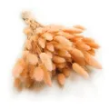 Enchanted Dekogras Getrocknetes Gras Ziergras Hasenschwänze Lagurus Ovatus Samtgras Häschen-Schwanzgras Trockenblumen Natürlich Boho 120 - 150 Stück 100 g Pfirsichfarben