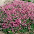 Thymus praecox 'Minor', Teppich-Thymian, aromatisch, ca. 9x9 cm Topf