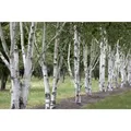 Betula Utilis Himalaya-Birke 60–100 cm