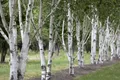 Betula utilis, Himalaya-Birke, 60–100 cm