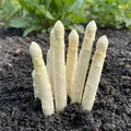 Weiß Spargel Pflanzen - 5 frigo  Echte Pflanzen aus Holland - Winterhart und Mehrjährig Gemüse - für Garten und Hochbeet (keine Samen, keine Zwiebeln und nicht künstlich)