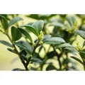 Ilex crenata 'Dark Green' -R- ca. 9x9 cm Topf