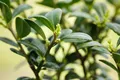 Ilex crenata 'Dark Green', Japanische Stechpalme, ca. 9x9 cm Topf