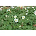 Anemone x japonica 'Andrea Atkinson' - Garten-Herbst-Anemone - 9cm Topf