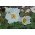 Anemone x japonica 'Andrea Atkinson' - Garten-Herbst-Anemone - 9cm Topf