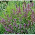 Echter Salbei - Salvia officinalis