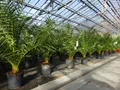 gruenwaren jakubik Baum Palme 90-120 cm, Phoenix canariensis, kanarische Dattelpalme