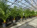 SONDERPREIS: Palme 90 - 120 cm, Phoenix canariensis, kanarische Dattelpalme