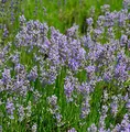 Lavendel Phenomenal - großer Topf - Lavandula intermedia - lebende Gartenpflanze aus den Baumschulen