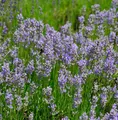 Lavendel Phenomenal - großer Topf - Lavandula intermedia