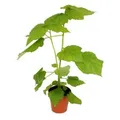 Exotenherz Zimmerlinde Sparmannia Africana 17cm Topf