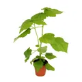 Exotenherz - Zimmerlinde - Sparmannia africana - 17cm Topf