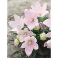 Platycodon Grandiflorus Fuji Pink Ballonblume Ca. 9x9 cm Topf