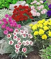 BALDUR Garten 5er Prachtmischung 'Duft-Gartennelken', Pflanzen im 9x9 cm-Topf, Dianthus plumarius, winterharte Staude, trockenresistent, mehrjährig, bienenfreundlich, pflegeleicht, blühend