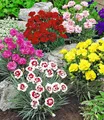 Prachtmischung 'Duft-Gartennelken', 5 Pflanzen Dianthus winterhart