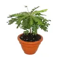 Biophytum sensitivum Südseepalme 9cm Tontopf Die Pflanze die sich bewegt Ideal für Kinder Mini-Palme