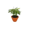 Exotenherz Zimmerpflanze Biophytum sensitivum Südseepalme 9cm Topf Die Pflanze die sich bewegt