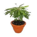 Exotenherz - Biophytum sensitivum - Südseepalme - 9cm Tontopf