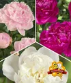 BALDUR Garten 3er Duft-Pfingstrosen 'Raritäten-Mix', Knollen in Größe I, Paeonia Sarah Bernhardt, Immaculee, Rich and Fame, winterharte, mehrjährige Duft-Stauden, dekorative Schnittblume