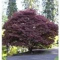 Roter Fächerahorn 30-40cm - Acer palmatum Atropurpureum