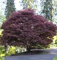 Roter Fächerahorn 30-40cm - Acer palmatum Atropurpureum