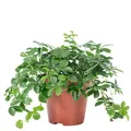 Zimmerwein 'Smit Verona Vein' - Parthenocissus striata  - Höhe ca. 20 cm, Topf-Ø