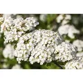 Spiraea Nipponica Snowmound Japanische Spiere Weiß 60–80 cm