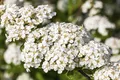 Spiraea nipponica 'Snowmound', Japanische Spiere, weiß, 60–80 cm